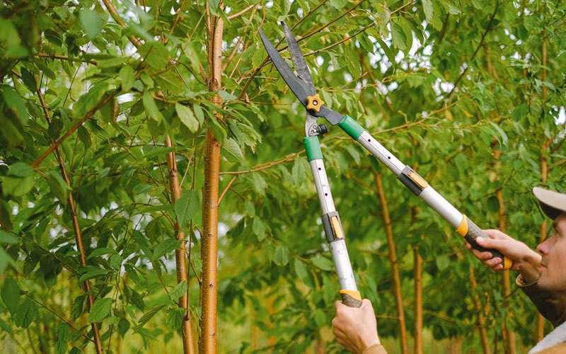 Tree trimming in Worcester, VT