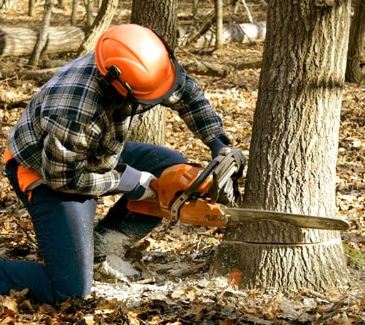 Tree Removal in Worcester, VT